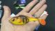 What's New From American Baitworks 2025