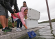 250,000 Lake Sturgeon