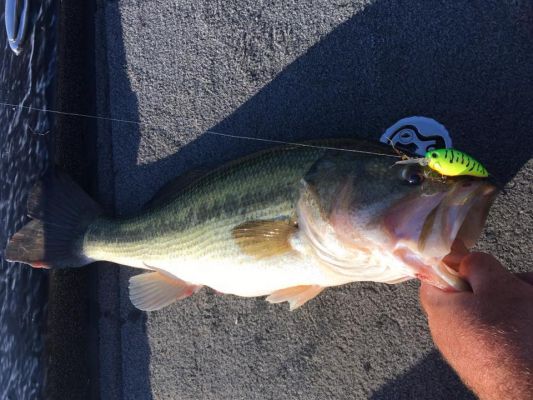 The start of this year's Bassmaster Elite Series season has been an interesting one with events being postponed for various reasons, but that hasn't stopped Clent Davis from fishing around his Alabama home.
He's been hitting the water as much as he can and squeezed in a Top 20 finish at Lake Guntersville for the Bassmaster Classic in mid-March. Throughout the early part of the season, several lures have shined and helped him put plenty of fish in the boat.
#1 Cranking
It's no surprise that crankbaits have been working for Davis this spring because they are always a staple this time of year. Davis says he has been fishing both shallow and deep crankbaits on the tournament trail and around his home.
"The Yo-Zuri 3DS cranks in both the shallow and mid versions have been big for me this year," Davis said. "The 3DS crankbaits are pretty tiny and the body of the bait is only two inches long. That has been a big key when fishing pressured waters."
Referencing the recent Classic where he had a big first day, he wishes he had thrown it more the rest of the tournament. He finished up the first day tied for second place and part of that success was due to this crankbait.
"The fish were pressured and the water was still pretty cold. Those are times when a smaller crankbait shines," he said. "At the Classic, I was fishing it with more of a drag and just pulling the rod. That crankbait has a tight wiggle and it is something that a lot of pros were fishing there."
Besides the shallow runner that dives to three-feet, he's also been fishing the mid-runner that will reach depths of six-feet.
"Around the house, that bait has been awesome around seawalls, rock, and wood this spring. It will get down to around seven-feet of water on 10-pound Yo-Zuri TopKnot fluorocarbon," Davis said.
He's been fishing both of these crankbaits on a Phenix X-10 rod paired with a 5.1:1 Abu Garcia Revo Winch.
&nbsp;
&nbsp;
