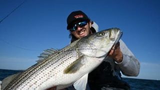 Striped Bass, big Bluefish, Porgies and even Black sea bass