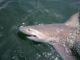 Non Sandbar Large Coastal Sharks Fishing to Open