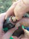 Girl Catches Fish with Human-Like Teeth on Worm