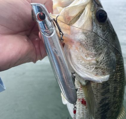 Topwater baits
One of the best parts of autumn is the topwater bite; having several options is always a good idea so you can cover your bases for every situation. From walking baits and pencil poppers and frogs, you will get bit this time of year. You should add a&nbsp;plopper like a River2Sea Whopper Plopper or&nbsp;Berkley Choppo into the mix because they are fun to fish and allow you to cover water quickly as you search for actively feeding bass.
For walking baits, there are plenty to choose from. Some of the most effective and easy to walk are baits like the&nbsp;Yo-Zuri 3DB Pencil and Berkley J-Walker. Both are reasonably priced and come in great colors, including the staple bone color that works everywhere when bass feed heavily on shad like during the fall months.
For a little more commotion, pencil poppers are a great way to cash in on the best fall fishing. Baits like the ima Little Stik 135 and even the larger Big Stik are great because they cast so well and call fish from long distances. They are dynamite for catching fall bass and will also catch plenty of stripers.
When it comes to frogs, there are many great ones on the market. The bait style's popularity has forced companies to step up their game and there are some great ones from just about everyone now. Companies like Snag Proof have redesigned the popular Phat Frog and Bobby's Perfect Frog while adding Smashmouth, a great popping frog.
&nbsp;
&nbsp;