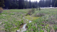 Fisheries Habitat Restoration and Forest Legacy Projects Awarded $13 Million Plus