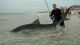 Tiger Shark Recaptured in North Florida 10 Years After Tagging