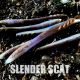 The high-weight stick bait "Slender Cat" has been released