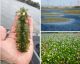 Delta Aquatic Invasive Plants Control Begins