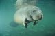 Statewide population estimate of the Florida manatee published