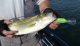 Fishing White Bass in Spring