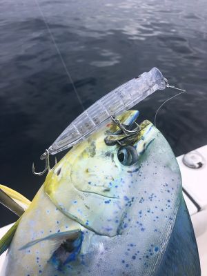 For rods, he uses the Daiwa Winn Proteus, either the 8-foot, 1-inch medium heavy, or heavy, depending on the size of the fish. "For yellowfin, the medium-heavy is fine, but when catching 80 to 150-pound Bluefin, the heavy is a much better rod," he shared. "The length of the rod is great because you can get a long-distance cast because the top third has some bend to it. The other section of the rod, especially the heavy, is a meat stick; you can pull on those fish and land them quicker."
Mahieu prefers 65 to 80-pound Daiwa J-Braid X8 in the grey light color, with a leader of 80-pound J-Fluoro fluorocarbon leader joined by an RP or Albright Knot.
"The braid has excellent abrasion resistance and withstands those big tail slaps from tuna," he said. "I like 65-pound most of the time just for longer casting distances because with 80-pound, you don't get near the amount of line on your reels. But, sometimes, you need the heavier line for the really big fish."
He opts for the fluorocarbon leader to aid with working his bait, as the stiff 80-pound line will keep the line out in front of the treble hooks as he or his clients are working the bait.
"I'll use a 4 or 5-foot leader, just long enough where it doesn't go into the guides," he said. "The fluorocarbon keeps the bait from foul hooking on the line, so you don't have any wasted casts. It's also very strong and resilient."
There are many ways to catch these highly sought-after pelagics, but the topwater bite has to be the most exciting way to do it. It's an extreme way to fish for them with massive blowups and quick bursts of action, which keeps Mahieu and others coming back for more.