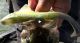 Clear Lake-Swimbait Fishing VIDEO