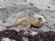 May is the beginning of sea turtle nesting season