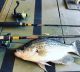 Trout and Panfish series rod / reel combo convo