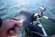 The PowerBait Power Switch