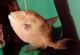 Gray Triggerfish Harvest to Remain Closed in State, Federal Waters