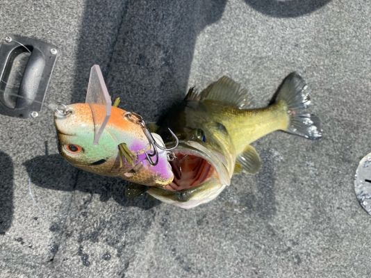 Swimbaits of All Sizes
As swimbait fishing has evolved, there have become more and more options for using them. Everything from a 2.8-inch bait on a small ball head jig to a monster trout imitator could be considered "swimbait fishing," but Dutra tends to rely on the midsize to large wake baits and glide baits.
"I'll use some of the small Keitech-style swimbaits, but mainly it's hard wake baits like the Toxic Baits Whippersnapper, Wade Hoggs, and rat," said Dutra. "I also use glide baits like the River2Sea S-Waver. I fish all of the Toxic stuff with a straight retrieve back to me over ambush points like logs or over grass. The glide baits are more like a spook or rip bait to me and fish will come farther to get them."
&nbsp;