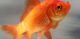 Goldfish make alcohol to survive harsh winters beneath frozen lakes