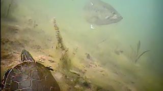 Locating Bass Spawning Areas (with Navionics)