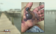 Fisherman nursing a nasty wound after almost losing his life to a flesh-eating bacteria