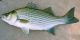 TPWD on Hybrid Striped Bass