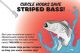 10-year moratorium on striped bass is called for