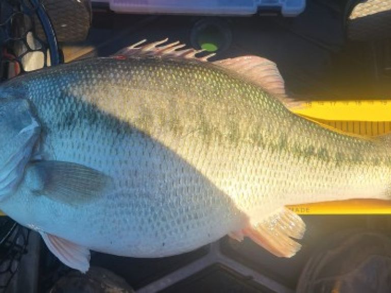 Huge Spotted bass caught by a Kayak fisherman - Local kayak fisherman, caught his personal best bass