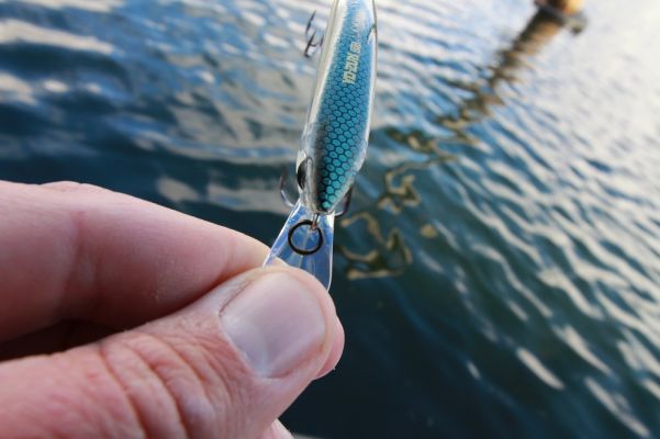 Shallow Diver
Looking at the bill, you can tell this is a shallow diver and that makes it best for shallow water and warm water conditions.
It will get down 2- to 3-feet and is a great way to fool bass feeding on baitfish near the surface.
READ RELATED: Japanese Glide Bait | Here's What You Need to Know about the Ninja Twitch'n Glider