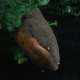 Electric Eel in aquarium will perform a special tree lighting