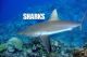 U.S. Leads the Way in Shark Conservation