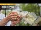 Spinnerbaits vs. Swim Jigs VIDEO