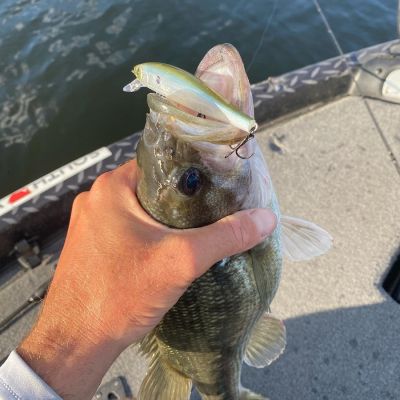 St. Lawrence River, NY - Jul 29 - Aug 1
Smallmouth will be the focus at this event and although Shuffield has never been here, he&rsquo;s done his research.
&ldquo;I&rsquo;ve watched a ton of video from past tournaments here,&rdquo; he says. &ldquo;It will definitely be a tournament where you have to have a drop-shot and Ned Rig tied on at all times, but some guys do catch fish there on shallow flats.&rdquo;
For the shallow fish, he&rsquo;ll go with a Hardcore Minnow Flat 110SP jerkbait.
&ldquo;I&rsquo;ll have one rigged up and be ready if the sun comes out and they get up on those flats,&rdquo; he says. &ldquo;I&rsquo;ll definitely have one ready.&rdquo;
READ RELATED: Get to Know the Hardcore Minnnow Flat SP 10
TITLE Mississippi River - La Crosse, WI - Aug 17 &ndash; 22
Shuffield will first need to qualify for this year-end championship, but he&rsquo;s going to do everything he can to be here as he loves the fishery.
&ldquo;That is a fun place, and I like how the fish set up there,&rdquo; he says. &ldquo;You can catch smallmouth around the ends of jetties or largemouth on those little cuts leading into the creeks. I also like throw a&nbsp;Hardcore Popper around laydowns or fish the current breaks with a crankbait; there&rsquo;s just so much you can do there.&rdquo;