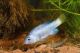 Live-streaming camera offers a glimpse into the lives of desert pupfish