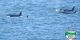 More Than One Group of Killer Whales on Oregon Coast | At high tide in the Columbia River VIDEO