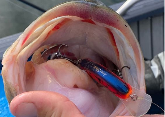 Two jerkbait bites
All jerkbaits are not the same and there are times when one will outperform the other because of how they act. Collom knows this and uses several baits, including the ima Flit and Deps Balisong Minnow. While they look similar, they have very different sounds and actions.
"A jerkbait is always good during the winter and always catches them, especially if you get a little warmer weather late in the day," he said. "On the desert lakes, those fish will show themselves and follow a bait 20 feet and you can mesmerize them and get them to bite by changing your retrieve and watching your forward-facing sonar."
Collom prefers the ima Flit 120 when the fish are more aggressive and opts for the Balisong Minnow 100 when he needs something more subtle.
"The Flit is what I fish when I see a lot of bass and baitfish activity because it has great action at fast speeds and it's really loud. It has the BBs in it that makes it sound like a lipless crankbait and can call them in," he said. "The Balisong looks super realistic, and I like to fish it with long pauses."
Fishing is all about adapting to the conditions and tricking the fish into biting. There are many ways to show them something a little different and anglers like Collom have different little ways to get them to bite during the fall-to-winter transition.