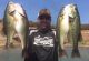 Big limits of bass on the Motherlode lakes | McClure and Melones Report
