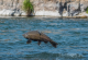 Salmon Fishing Returns to Three Northern California Rivers After Two-Year Ban