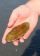 Razor clam diggers can return