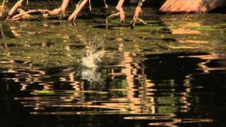 Tips for Targeting Topwater Largemouth with a Livetarget Field Mouse
