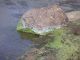 Toxic Algae found near Clearlake Oaks