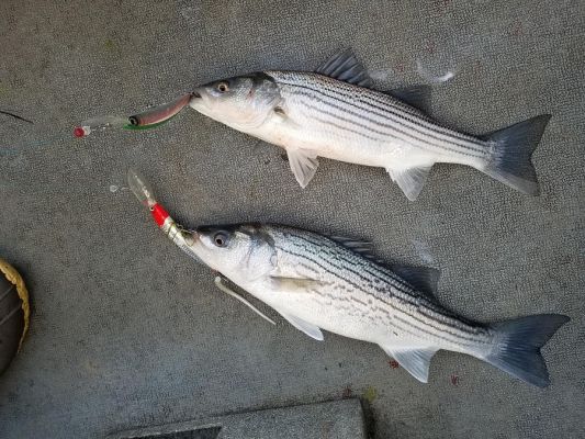 TROLLING FOR STRIPED BASS
This is a great way to cover water in search of stripers and both of the guides we spoke to agree that it is one of the best ways to put their clients on fish. Even though they live nearly 3,000 miles apart they both said the Yo-Zuri Crystal Minnow is their top lure.
The R1136 size is 5 &frac14;&rdquo; and is a great size for stripers.
&ldquo;One thing I like about it is that it is ready to go right out of the package and you don&rsquo;t have to tune it to get it to run straight when trolling. It has a nice, tight wiggle and I make a small modification to make it run even tighter and to look more like a shad,&rdquo; begins Saldana, Jr. &ldquo;I add a white 6&rdquo; Trick Worm to one of the trebles to slow the action some. I&rsquo;ll also take off the split ring and use a big duo snap to allow me to swap colors faster.&rdquo;
When it comes to colors, he has many favorites.
&ldquo;It is hard to beat the old favorite of white with a red head, but I also really colors called Candy, Holographic Sardine, and Holographic Chartreuse when the water is dirty,&rdquo; he shares.
He trolls both the suspending and shallow running versions depending on the depth and says he trolls as fast as his 8hp kicker engine can go.
&ldquo;It is around 5 mph and what I like to do is twitch it as I am trolling even if the rod is in a rod holder to generate more action and bites,&rdquo; he shares.
He will use 50-pound Yo-Zuri SuperBraid in the blue color so he can watch the lines as he trolls.
Luchka typically trolls the deep diving version and will watch his Simrad units for baitfish and also watch the contour lines on his mapping card. &ldquo;I slow troll them at 2.5-3.5kts,&rdquo; he says.