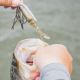 Discover the Jig Trailer for Fall