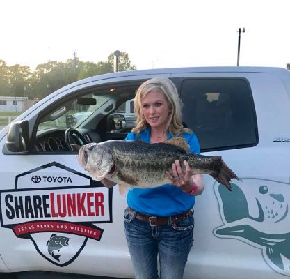 On March 31, a 13.06 pound ShareLunker from Sam Rayburn was caught by Stacy Spriggs. The Spriggs' bass was weighed and cared for at&nbsp;the newest ShareLunker holding station, Sam Rayburn Lakeview.
She caught the bass during a tournament.&nbsp;
It went 27-inches long.
13+ Legend&nbsp;Class | 13+ (Loaned&nbsp;for Spawning) Legacy Class
Photo: Texas Park and Wildlife Toyota ShareLunker Program