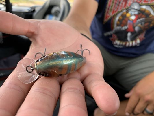 Fall Cranking
One of the first things Birge will pick up is a shallow crankbait.
&ldquo;A few months ago, it was all deeper stuff with the&nbsp;Duel Hardcore 2+ and 3+,&nbsp;but now the shallow +1 is the way to go,&rdquo; Birge says. &ldquo;It is not a true squarebill and has a different lip, but it is great for shallow cover. It is legit and ready to go right out of the package.&rdquo;
Since he is banging the bait through cover, he likes how easy he can fish this bait and not get hung up.
&ldquo;I feel like I can reel it through anything,&rdquo; Birge says. &ldquo;It also has a different profile and wobble than other squarebills. Plus, it is such a durable bait.&rdquo;
He fishes the Duel Hardcore Crank +1 on either 12 or 14-pound&nbsp;Yo-Zuri TopKnot&nbsp;fluorocarbon and says a handful of colors shine this time of year. He listed Black Back Chartreuse, Citrus Shad, and Baby Bluegill as his favorites.
READ RELATED: Fishing the Duel Hardcore Vibe 75S
&nbsp;