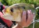 Electrofishing Surveys Shed Light on American Shad