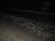 2021 California grunion runs