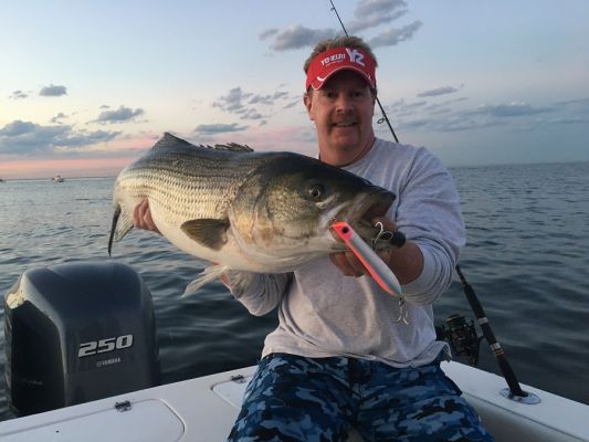 &ldquo;On the East Coast during the spring when the water gets in the 40-45-degree range, the big females will start to make the move to freshwater. They will show up before the baitfish start to move to freshwater and wait for the bait to arrive to feed before they spawn,&rdquo; says Luchka. &ldquo;This is when we troll the deep diving Yo-Zuri Crystal Minnows and since the water is usually murky we typically go with the darker colors like Ghost Black and Holographic Green Mackerel.&rdquo;
Saldana, Jr. says temperature also plays a big role in getting the fish moving from saltwater into the rivers and says that snow runoff also plays a part.
&ldquo;When the freshwater moves further into the bay it is a trigger to get them moving into the freshwater to spawn, he says. &ldquo;We are really at the mercy of the water and each year is a little different. Some years, like this year, the Sacramento and Feather rivers were excellent but sometimes they sit in the Delta and do not make the run to the rivers.&rdquo;