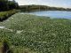 Pond Owners Urged to Dispose of Ornamental Aquatic Plants Properly