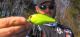 Try Bumping Stumps with Crankbaits after Fall Flooding