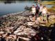 Carp Reduction Efforts in Great Lakes Area