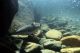 Salmon Migration Determined by Genetic Difference